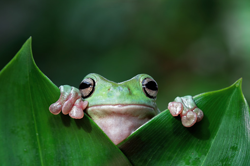 green tree frog front view, cute amphibian close up