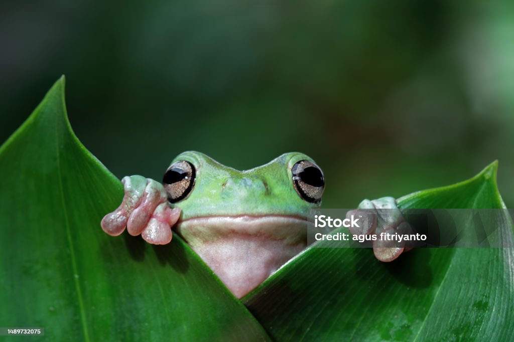 Rumpy Frog Dumpy Tree Frog Sitting On Branch Stock Photo - Download Image Now - iStock