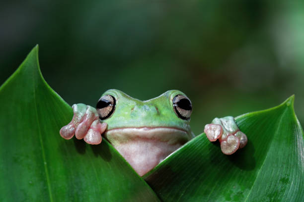 Dumpy tree frog sitting on branch (litoria caerulea) green tree frog front view, cute amphibian close up frog stock pictures, royalty-free photos & images