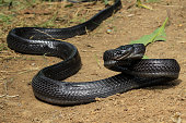 Exotic black snake ready to attack