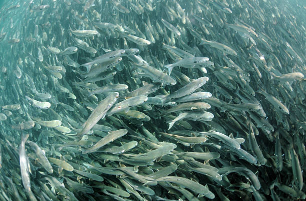 istock Large school of mullet fish 148973355