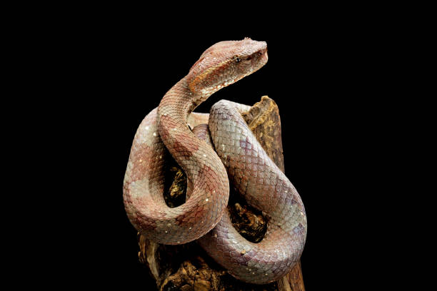 istock trimeresurus purpureomaculatus viperidae 1489733560