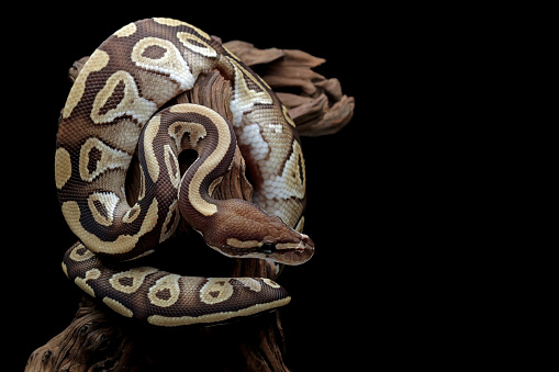 close-up head and skin, python regius