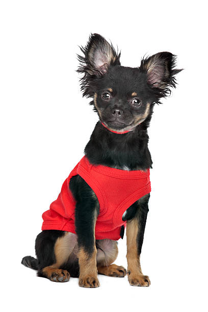 istock chihuahua with red shirt 148973419