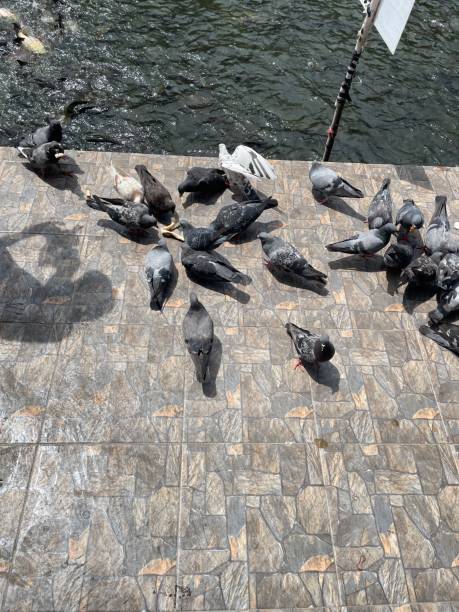 istock pigeon eating food 1489735667