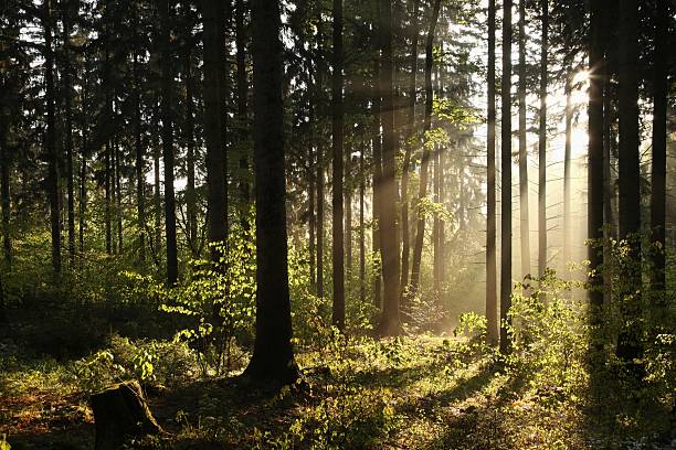 coniferous foresta nebbiosa all'alba - sunrise leaf brightly lit vibrant color foto e immagini stock