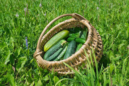 A basket of ripe fresh cucumbers is in the green grass. Harvest concept.