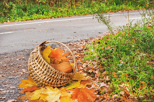 A basket of yellow maple leaves sits on a leaf-strewn path. Autumn landscape.