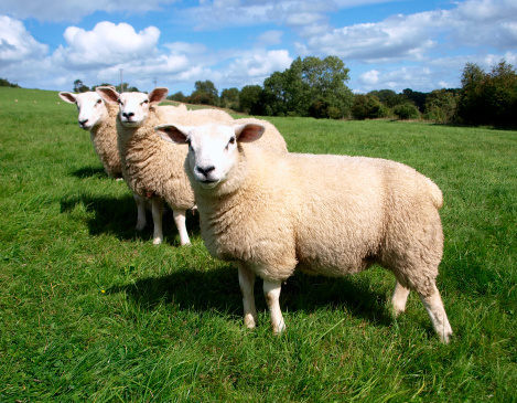 Woolly Sheep in a Green Field on a Sunny Summer Day