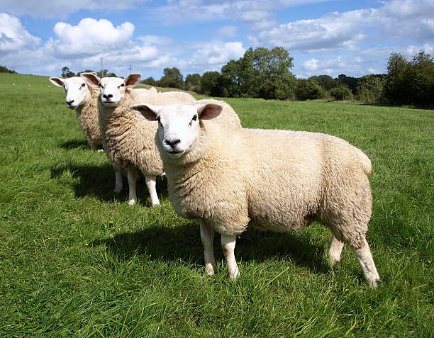 Three woolly sheep on green field stock photo