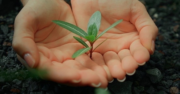 Earth Day concept. Human hands protect carefully hold plant planted in barren soil. Close-up slow-motion cinematic.