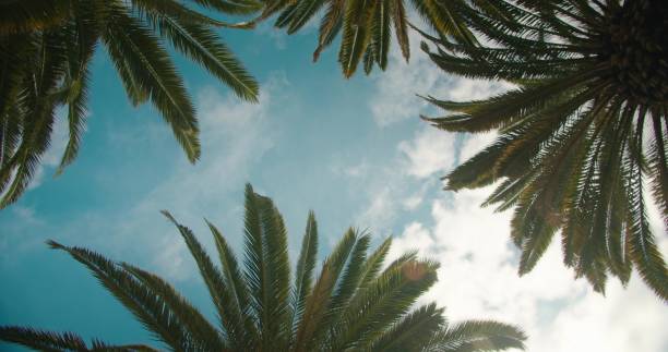 istock Palm trees bottom up view with blue sky on the background. Beach on tropical island. 1489739905