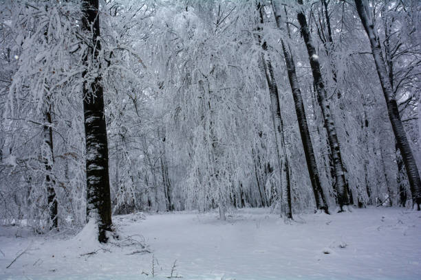 istock Trees in the forest with snow 1489740508