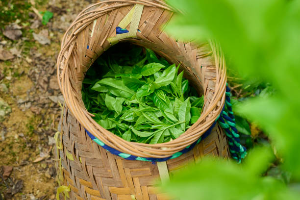 istock Fresh tea leaves in a blanket. 1489741220