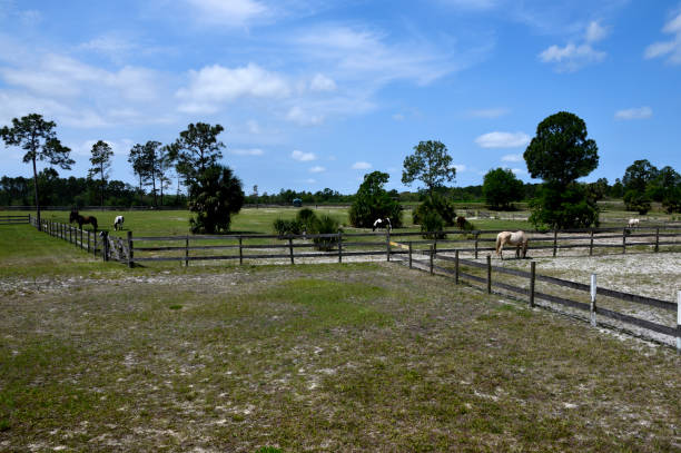 istock Horse at a ranch Florida, USA 1489741260