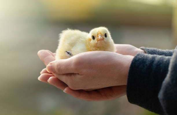 istock Yellow chicken in farmer's hand. 1489742400