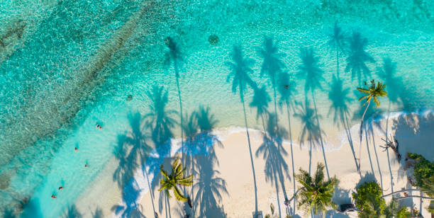 istock Summer palm tree  and Tropical beach with blue  sky background 1489742536
