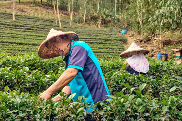 istock Married couple  working up tea leaves in a tea garden. 1489742910