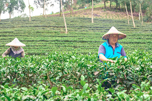 Married couple  working up tea leaves in a tea garden.