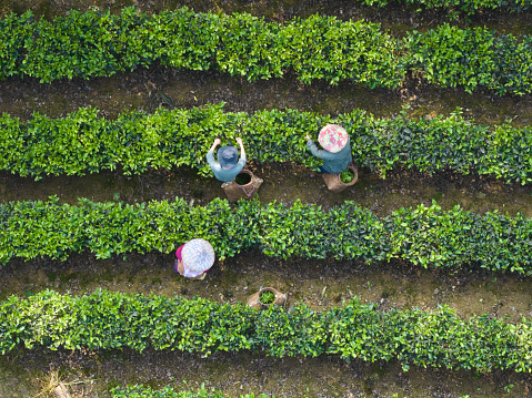 Asian farmer family run the small business works in the tea garden.