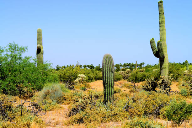 istock Old Saguaro Cactus Sonora desert Arizona 1489743177