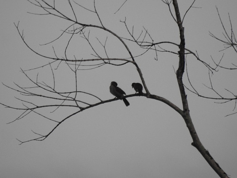 Two birds perched on a tree branch