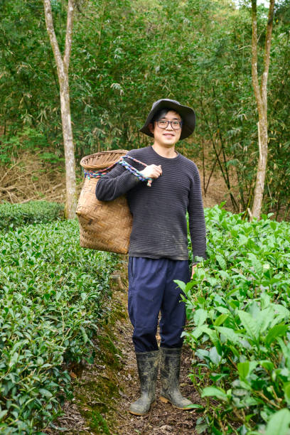 istock Young  farmer working up tea leaves in a tea garden. 1489743396
