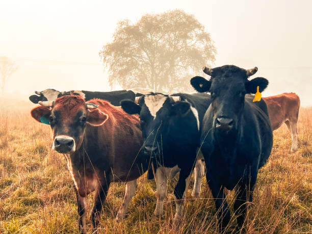 Horizontal closeup photo of a group of brown Jerseys and black and white Friesian cows standing in a dry grass paddock at sunrise in Autumn near Armidale, New England high country, NSW.