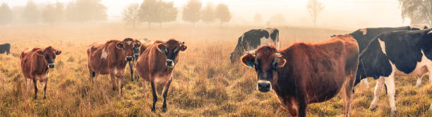 Horizontal closeup panoramic photo of a group of brown Jerseys and black and white Friesian cows standing in a dry grass paddock on a misty sunrise morning in Autumn near Armidale, New England high country, NSW.