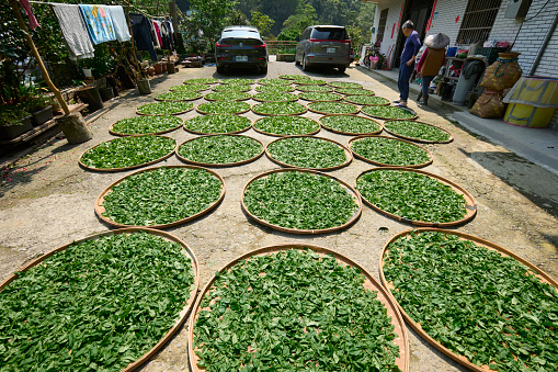 Asian farmer dry tea leaves with sun light near the house.