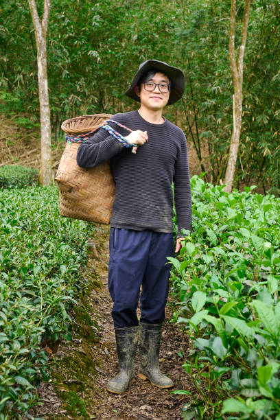 istock Young  farmer working up tea leaves in a tea garden. 1489746144