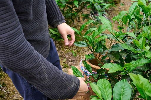 Young  farmer working up tea leaves in a tea garden.