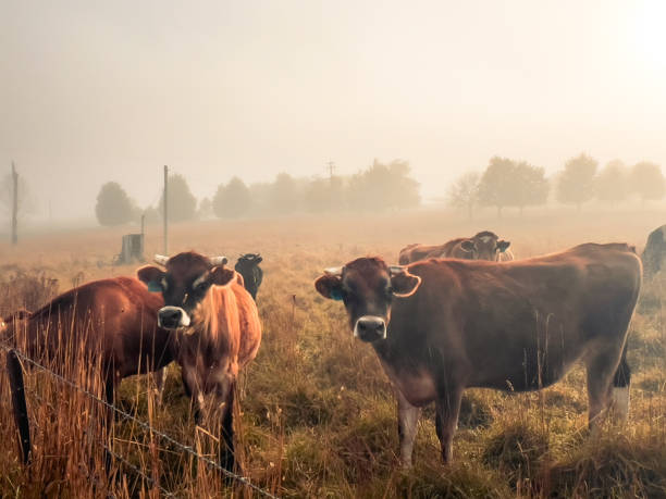 istock Cows in a Grassy Paddock at Sunrise 1489747616