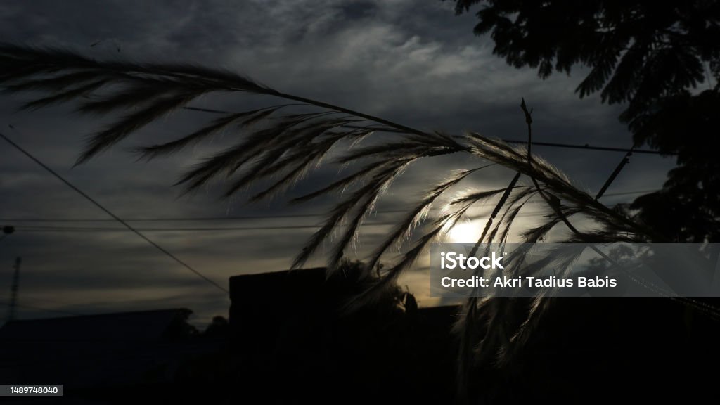 closeup- panicles of grass against sunset in North Kalimantan. panicles of grass against sunset / reed bed silhouetted against sunset in spring. Color Image Stock Photo