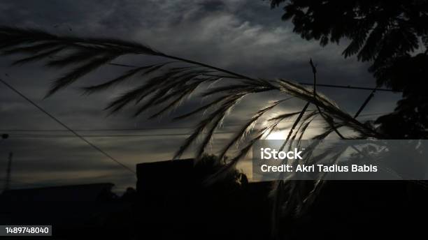Closeup Panicles Of Grass Against Sunset In North Kalimantan Stock Photo - Download Image Now