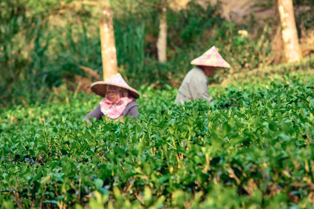 istock Fresh tea leaves in a tea garden. 1489748231