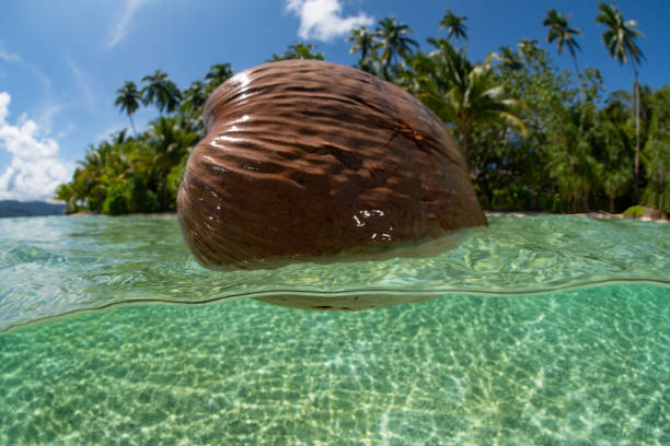istock Coconut Drifting Near Scenic Island Beach 1489748559