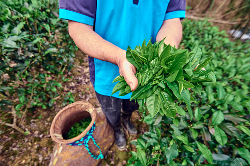 An Asian Female picking tea leaves at the tea plantations.