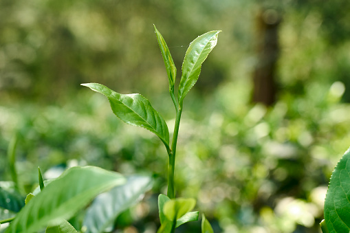 Fresh tea leaves in a tea garden.