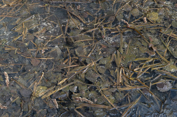 istock The texture of water strewn with fallen leaves 1489749701