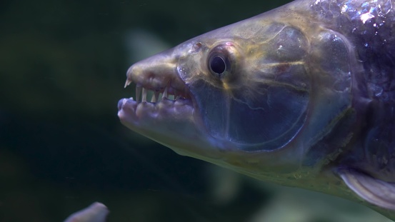 Goliath fish quickly swims in the river under water. The face of a fish with teeth close-up. 4k