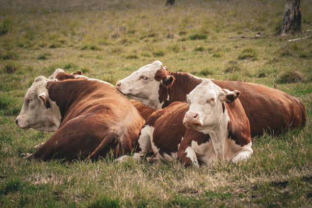 istock A group of cows laying on a field 1489753384