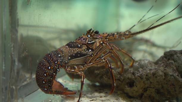 istock A crustacean cleaner shrimp sits in an aquarium. 1489753428