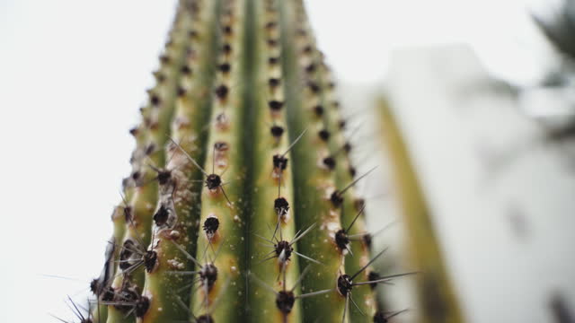 Giant tall cactus Saguaro close up view. Carnegiea gigantea