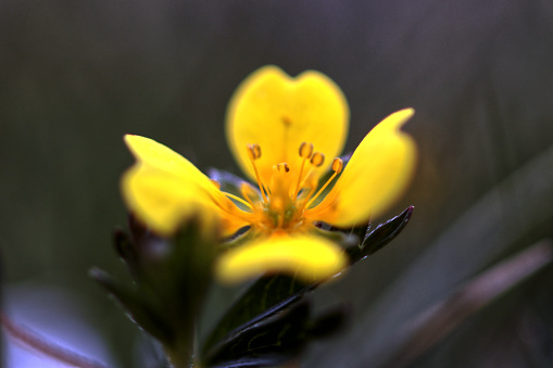 Cinquefoil flower in Macro shallow depth of focus.