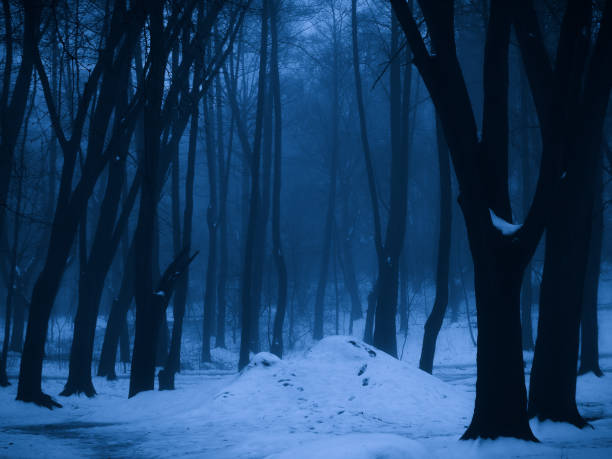 istock Evening mysterious forest with snow in the fog. 1489756818