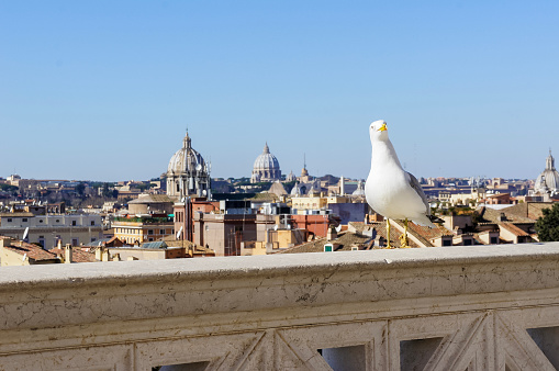 Seagull with view on Rome in background, Italy