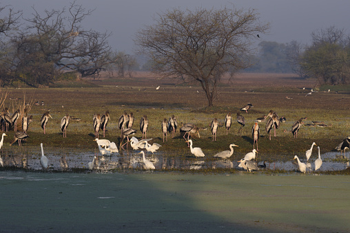 Flock of bird