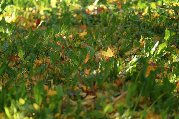 Red, orange and yellow dry leaves