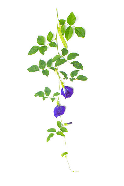 istock vine of butterfly pea 148975868